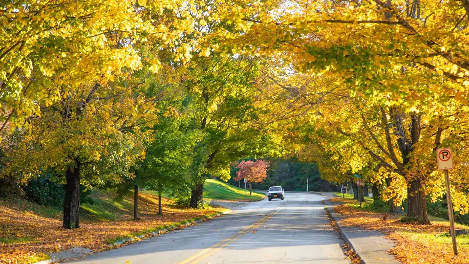 A quiet road in Virginia lined with autumn trees